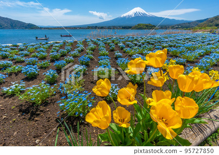 Mt. Fuji, Nemophila and Tulips [Lake Kawaguchi Oishi Park] 95727850
