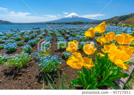 Mt. Fuji, Nemophila and Tulips [Lake Kawaguchi Oishi Park] 95727851