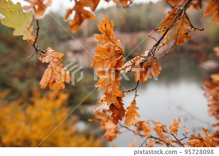 Yellow leaves over water Yellow leaves over water 95728098