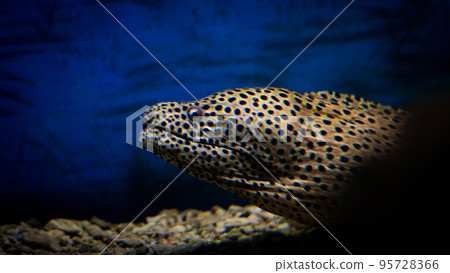 The best view under sea The best view under sea 95728366