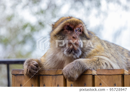 Barbary macaque at Rock of Gibraltar, UK Barbary macaque at Rock of Gibraltar, UK 95728947