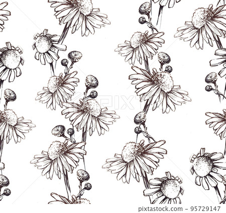 stock illustration. seamless pattern isolated on white background camomile flowers. hand drawing medicinal herbs camomile vintage style. design for fabric, textile, wallpaper, wrapper stock illustration. seamless pattern isolated on white background camomile flowers. hand drawing medicinal herbs camomile vintage style. design for fabric, textile, wallpaper, wrapper 95729147