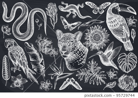 Tropical animals hand drawn vector illustrations collection. Chalk leopard, snake, lizard, hummingbird, toucan, scarlet macaw, rajah brooke's birdwing, african giant swallowtail, monstera, banana palm 95729744