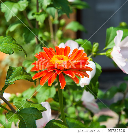 Bright flower of zinnia in the summer garden. 95729828