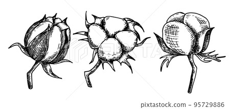 drawing in vintage style, set of cotton flowers. sketch, christmas decoration, retro style. drawing in vintage style, set of cotton flowers. sketch, christmas decoration, retro style. 95729886
