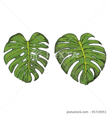 vector drawing set of green leaves of tropical monstera plant vector drawing set of green leaves of tropical monstera plant 95729951