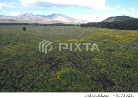 Wildflowers around Flagstaff Arizona 95730233