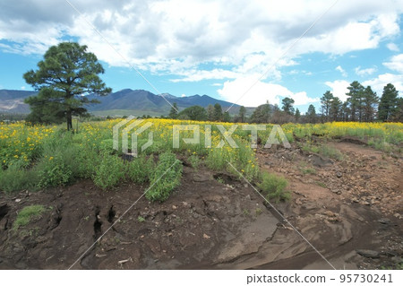Wildflowers around Flagstaff Arizona Wildflowers around Flagstaff Arizona 95730241