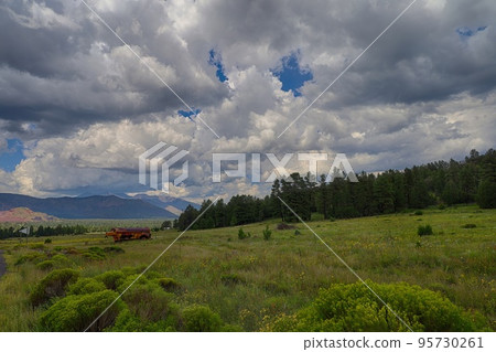 Wildflowers around Flagstaff Arizona 95730261