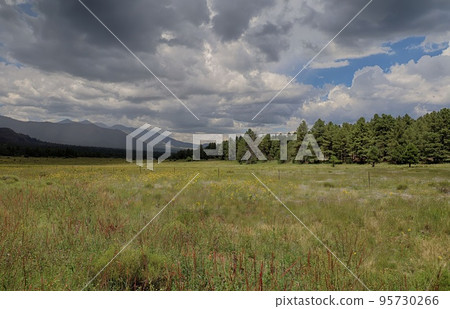 Wildflowers around Flagstaff Arizona Wildflowers around Flagstaff Arizona 95730266