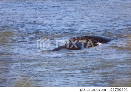 Elephant Seals at Ano Nuevo California 95730301