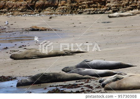 Elephant Seals at Ano Nuevo California 95730308
