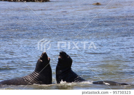 Elephant Seals at Ano Nuevo California 95730323
