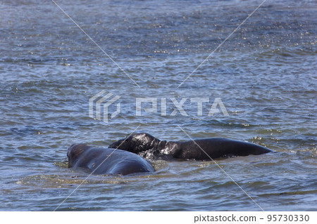 Elephant Seals at Ano Nuevo California 95730330