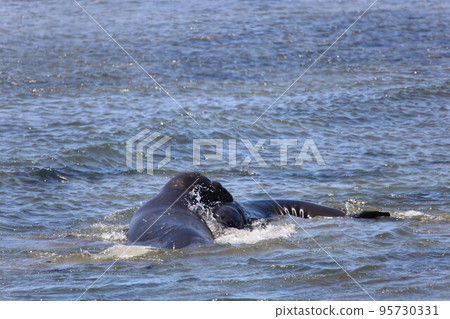 Elephant Seals at Ano Nuevo California Elephant Seals at Ano Nuevo California 95730331