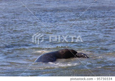 Elephant Seals at Ano Nuevo California 95730334