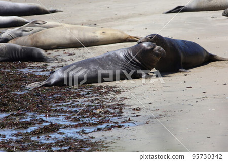 Elephant Seals at Ano Nuevo California 95730342
