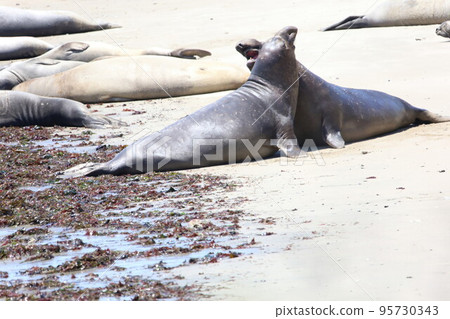 Elephant Seals at Ano Nuevo California 95730343
