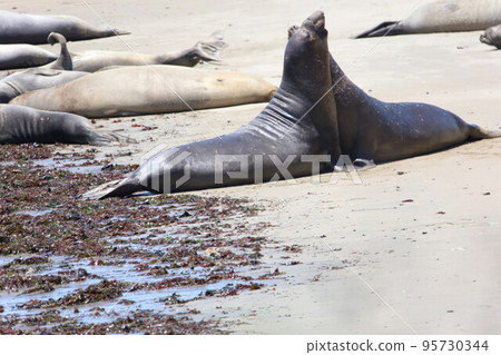 Elephant Seals at Ano Nuevo California Elephant Seals at Ano Nuevo California 95730344