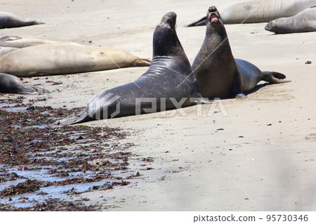 Elephant Seals at Ano Nuevo California 95730346