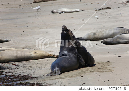 Elephant Seals at Ano Nuevo California 95730348