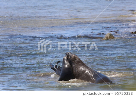 Elephant Seals at Ano Nuevo California 95730358