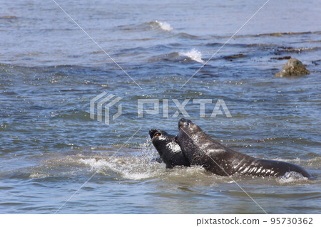 Elephant Seals at Ano Nuevo California 95730362