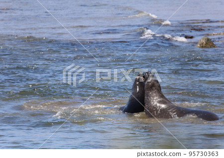 Elephant Seals at Ano Nuevo California 95730363