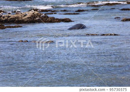 Elephant Seals at Ano Nuevo California Elephant Seals at Ano Nuevo California 95730375