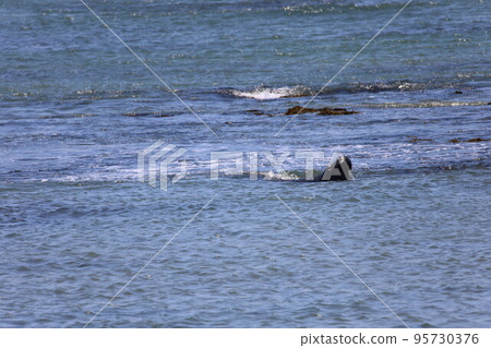 Elephant Seals at Ano Nuevo California Elephant Seals at Ano Nuevo California 95730376