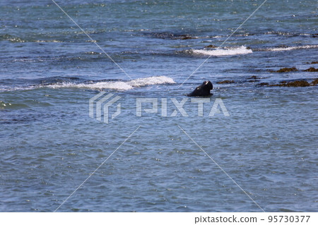 Elephant Seals at Ano Nuevo California Elephant Seals at Ano Nuevo California 95730377