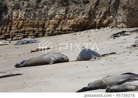 Elephant Seals at Ano Nuevo California Elephant Seals at Ano Nuevo California 95730378