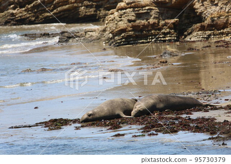 Elephant Seals at Ano Nuevo California Elephant Seals at Ano Nuevo California 95730379