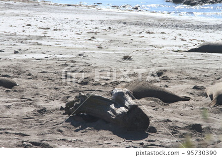 Elephant Seals at Ano Nuevo 95730390