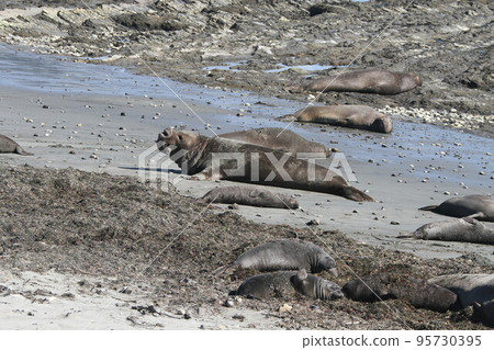 Elephant Seals at Ano Nuevo 95730395