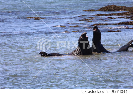 Elephant Seals at Ano Nuevo California 95730441