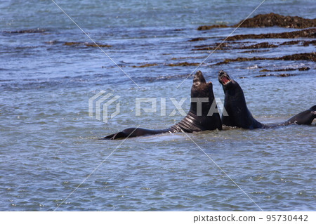 Elephant Seals at Ano Nuevo California 95730442