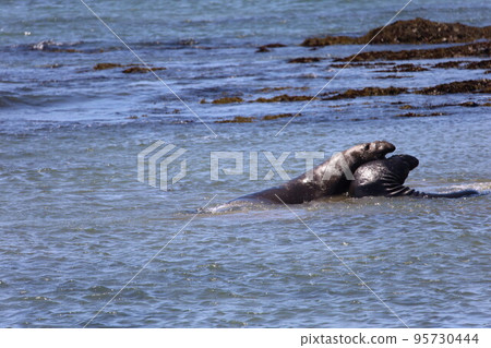 Elephant Seals at Ano Nuevo California 95730444