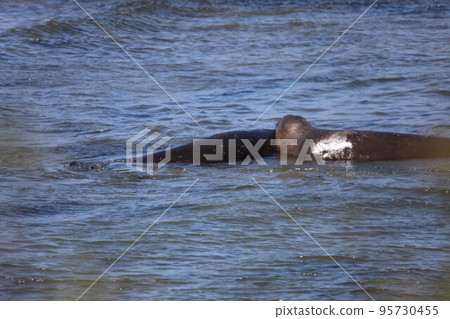 Elephant Seals at Ano Nuevo California 95730455