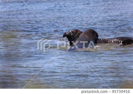 Elephant Seals at Ano Nuevo California 95730458