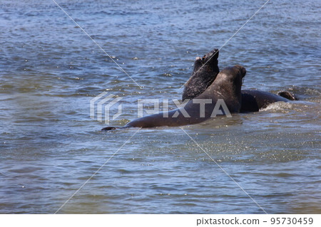 Elephant Seals at Ano Nuevo California 95730459