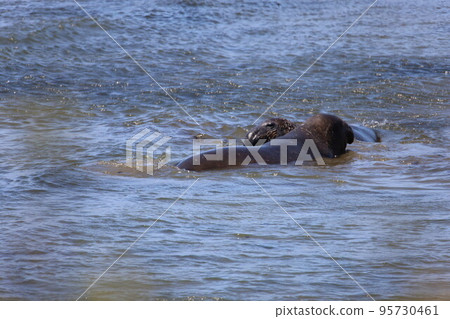 Elephant Seals at Ano Nuevo California Elephant Seals at Ano Nuevo California 95730461