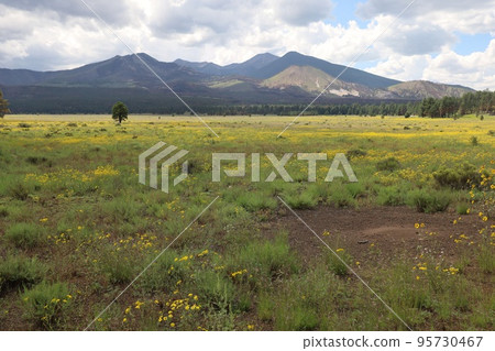 Wildflowers around Flagstaff Arizona 95730467