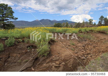 Wildflowers around Flagstaff Arizona 95730468