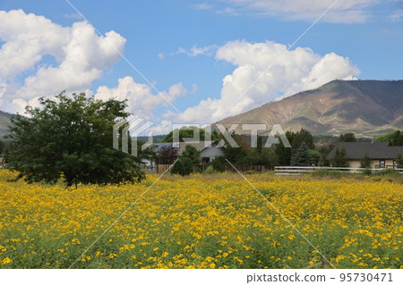 Wildflowers around Flagstaff Arizona 95730471