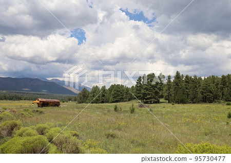Wildflowers around Flagstaff Arizona 95730477