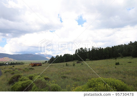 Wildflowers around Flagstaff Arizona Wildflowers around Flagstaff Arizona 95730478