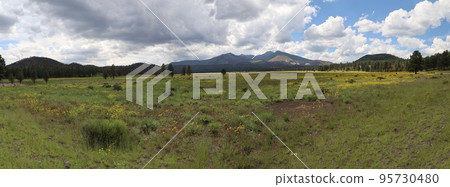 Wildflowers around Flagstaff Arizona 95730480