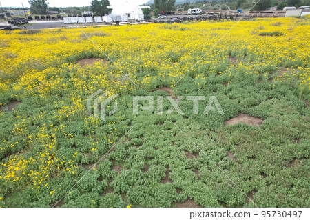 Wildflowers around Flagstaff Arizona Wildflowers around Flagstaff Arizona 95730497
