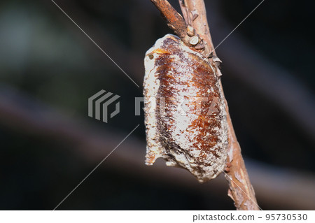 大腹螳螂卵 95730530